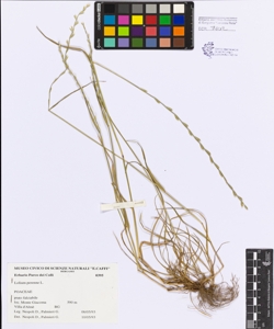 Lolium perenne L.