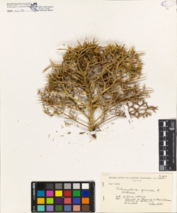 Echinophora spinosa L.