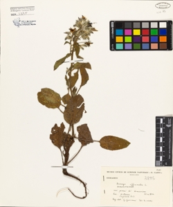 Borago officinalis L.