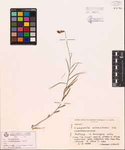 Campanula scheuchzeri Vill.