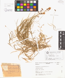 Campanula rotundifolia L.