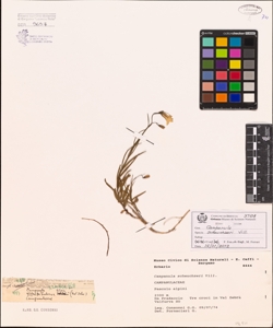Campanula scheuchzeri Vill.