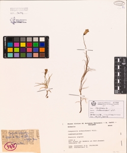 Campanula scheuchzeri Vill.