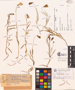Campanula scheuchzeri Vill.