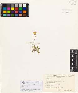 Campanula cochleariifolia Lam.