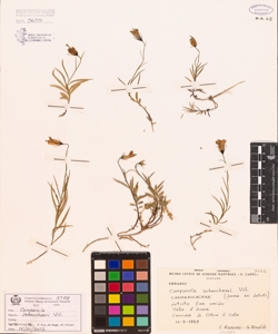 Campanula scheuchzeri Vill.