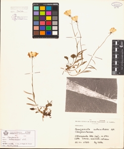 Campanula scheuchzeri Vill.