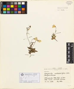 Campanula cochleariifolia Lam.