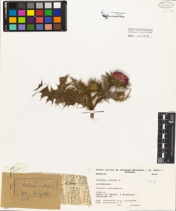 Carduus nutans L.