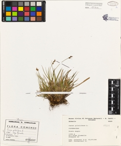 Carex pilulifera L.