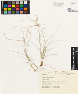 Carex capillaris L.