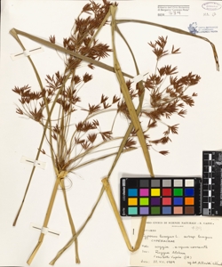 Cyperus longus L. subsp. longus