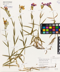 Dianthus carthusianorum L.