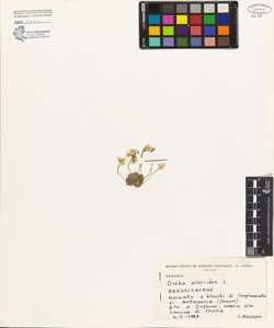 Draba aizoides L.