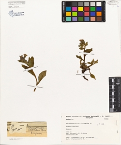Pulmonaria officinalis L.