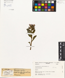 Pulmonaria officinalis L.