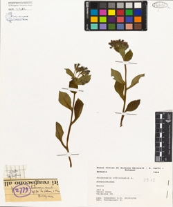 Pulmonaria officinalis L.