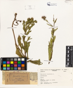 Serratula tinctoria L.