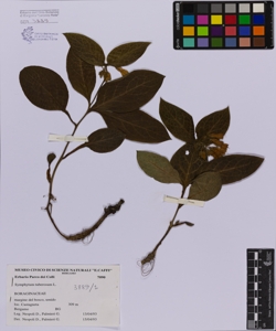 Symphytum tuberosum L.
