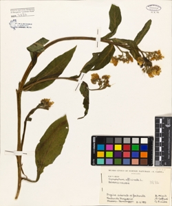 Symphytum officinale L.