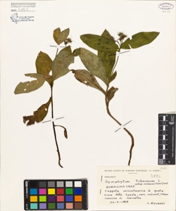 Symphytum tuberosum L. subsp. nodosum (Schur) Soo