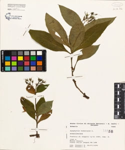 Symphytum tuberosum L.