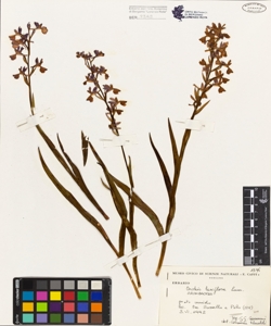 Orchis laxiflora Lam.