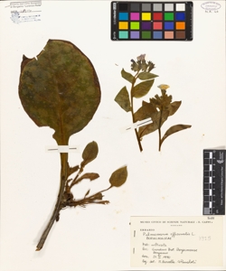 Pulmonaria officinalis L.