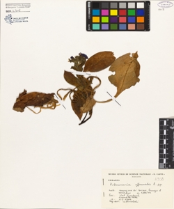 Pulmonaria officinalis L.