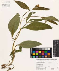 Symphytum officinale L.