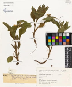 Symphytum tuberosum L.