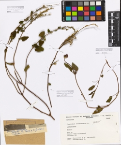 Teucrium scorodonia L.