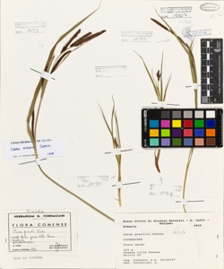 Carex gracilis Curtis