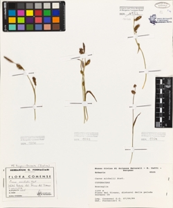 Carex michelii Host.