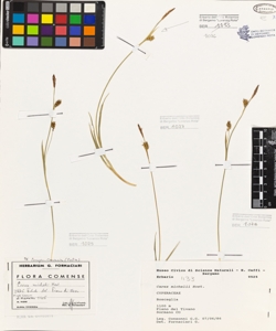 Carex michelii Host.