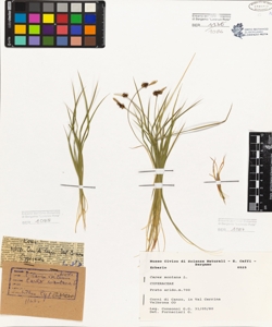 Carex montana L.