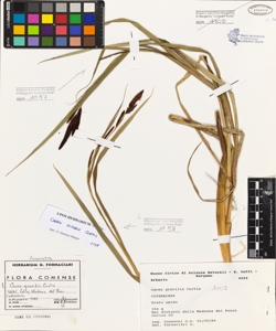 Carex gracilis Curtis