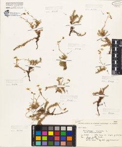 Saxifraga aspera L.