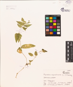 Myosoton aquaticum (L.) Moench.