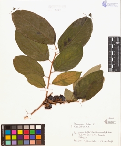Diospyros lotus L.