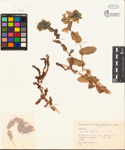 Cerinthe major L.