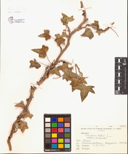 Hedera helix L.