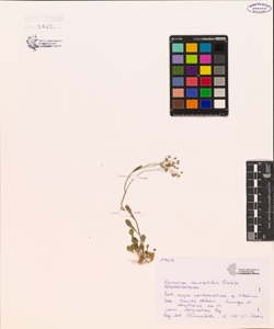 Kernera saxatilis Rchb.
