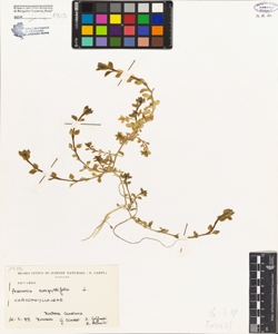 Arenaria serpyllifolia L.