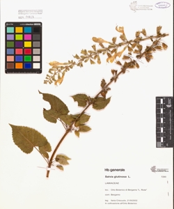 Salvia glutinosa L.
