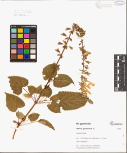 Salvia glutinosa L.