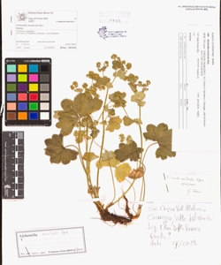 Alchemilla monticola Opiz