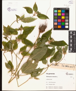 Galeopsis tetrahit L.