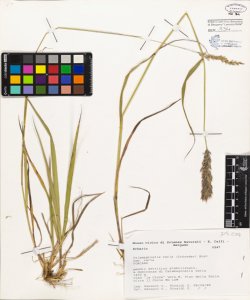 Calamagrostis varia (Schrader) Host subsp. varia