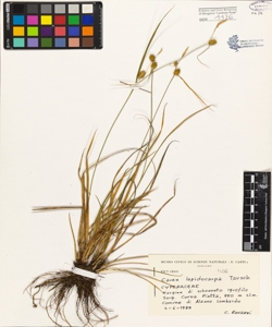 Carex lepidocarpa Tausch